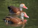 Black-Bellied Whistling Duck (WWT Slimbridge July 2013) - pic by Nigel Key